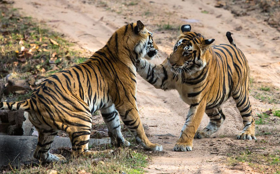 Борба тигрова у индијском националном парку Бандавгар... (FOTO: Rex Features)