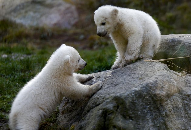 Близанци поларног медвједа рођени су деветог децембра у зоо-врту "Helabrun" у Минхену (Њемачка), гдје су јуче и званично крштени...