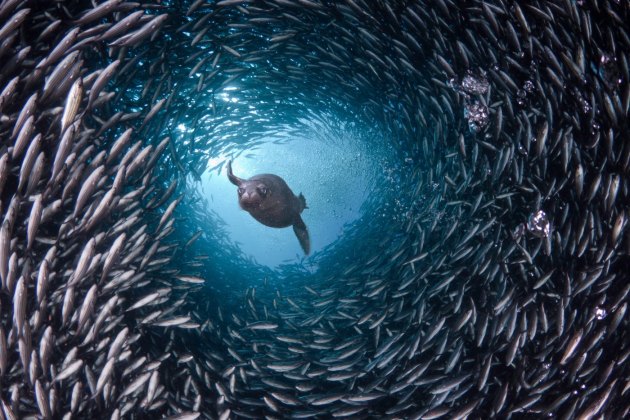 Изгледа као режирана сцена, док морски лав широко отворених очију излеће из тунела сребрних риба... (Foto: Profimedia.rs)