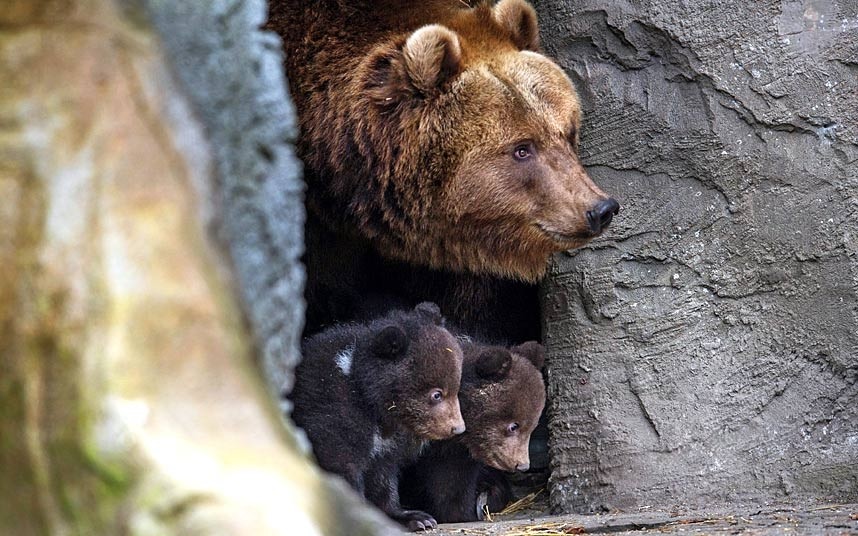 Смеђи медвјед Маша са младунцима вири из своје пећине у Хагенбеку - зоо врту у Хамбургу, Њемачка...