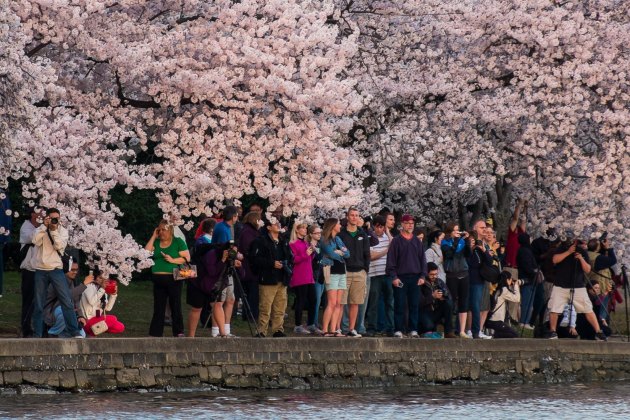 Њиме се слави више од три хиљаде стабала јапанске трешње које је град Токио поклонио Вашингтону прије 100 година.