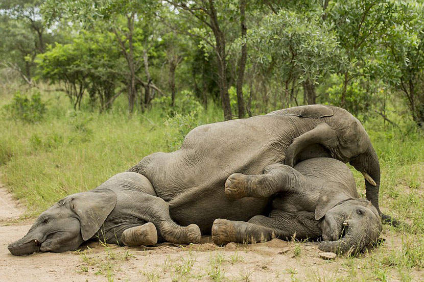 Младунци слона су појели већу количину маруле, воћке која у ферментацији шећер претвара у јестиви алкохол што је узроковало њихово пијанство.  (Фото: Сингита)