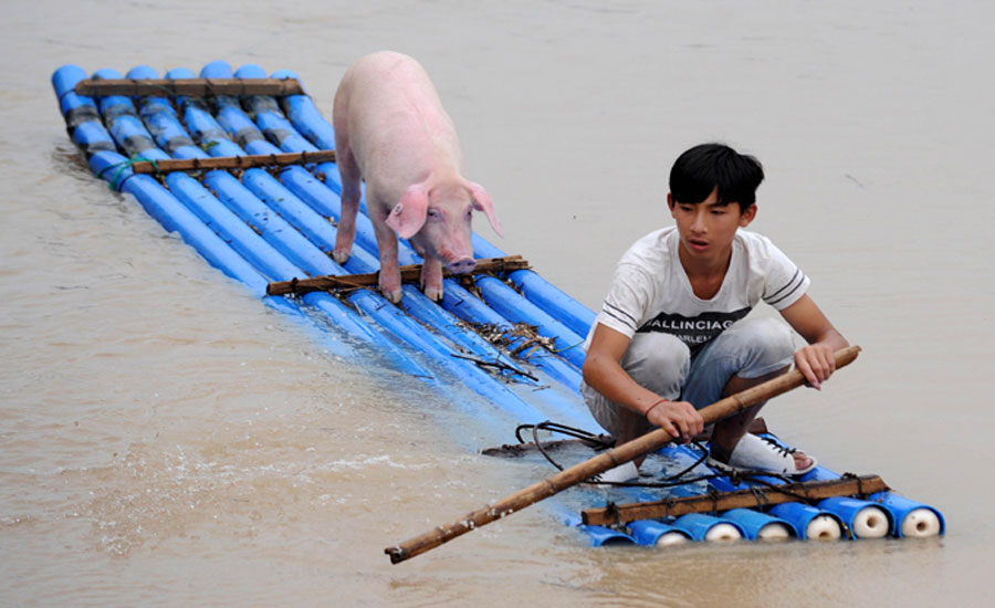 Кина - поплаве: На сплаву са свињом