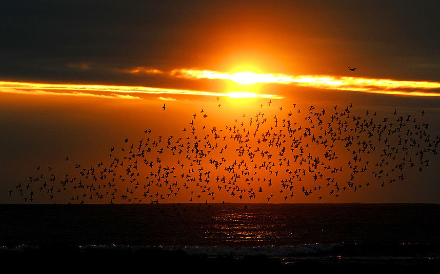 Јато морских прица лети, у ране вечерње сате, преко језера у близини Витли Беја, Норт Таинсајд