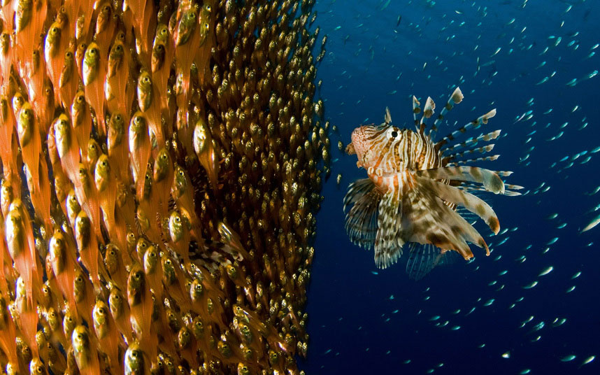 Јато младих риба бјежи испред гладне рибе лава у Црвеном мору