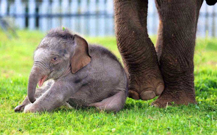 Младунче слона