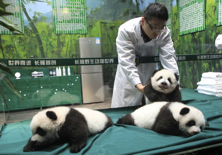 Ветеринар прегледава панде у једном кинеском сафари парку...