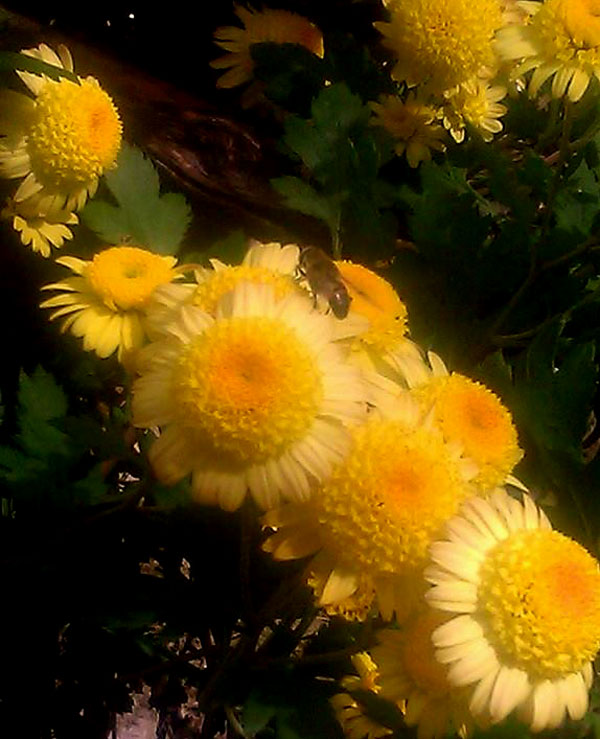 Пчела на кризантеми у новембру