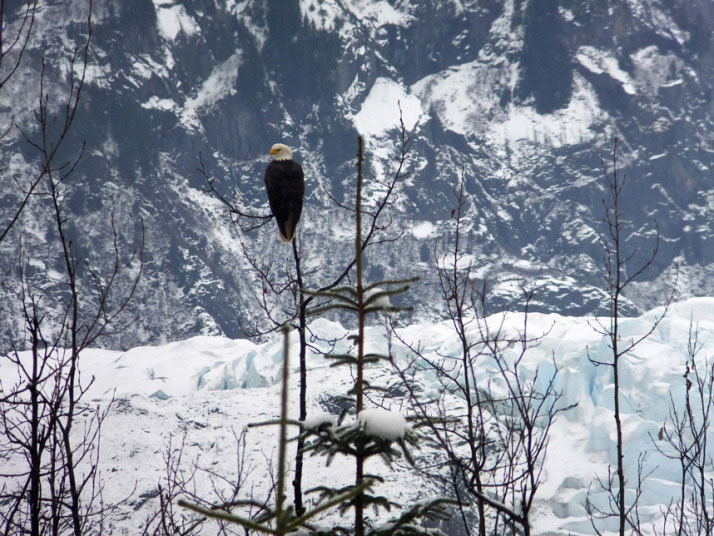 Гологлави орао снимљен на дрвету у близини глечера Менделхол на Аљасци