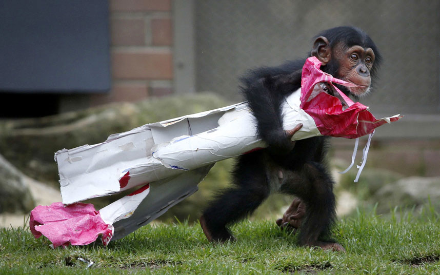 Тринаестомјесечна шимпанза Фумо, што на свахили језику значи "шеф", дијели божићне поклоне  у зоолошком врту у Сиднеју.