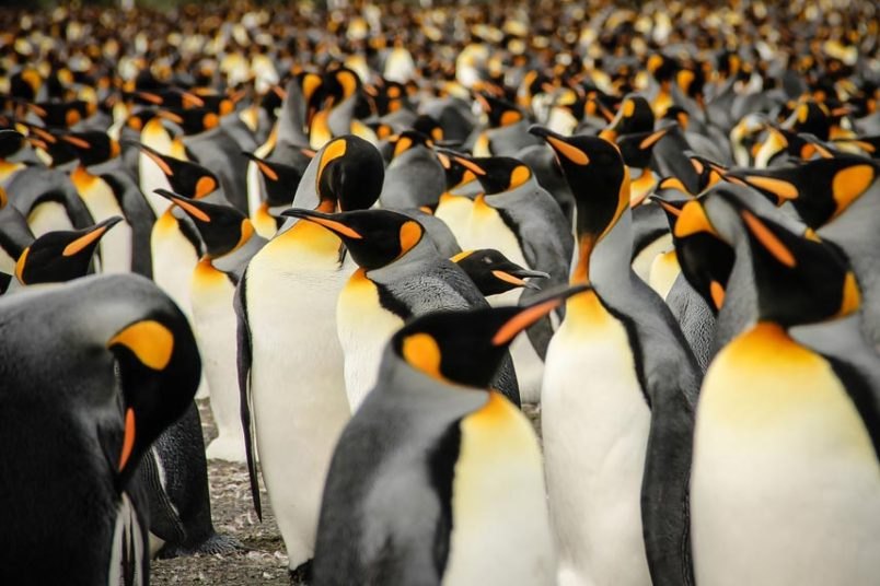 У краљевству пингвина