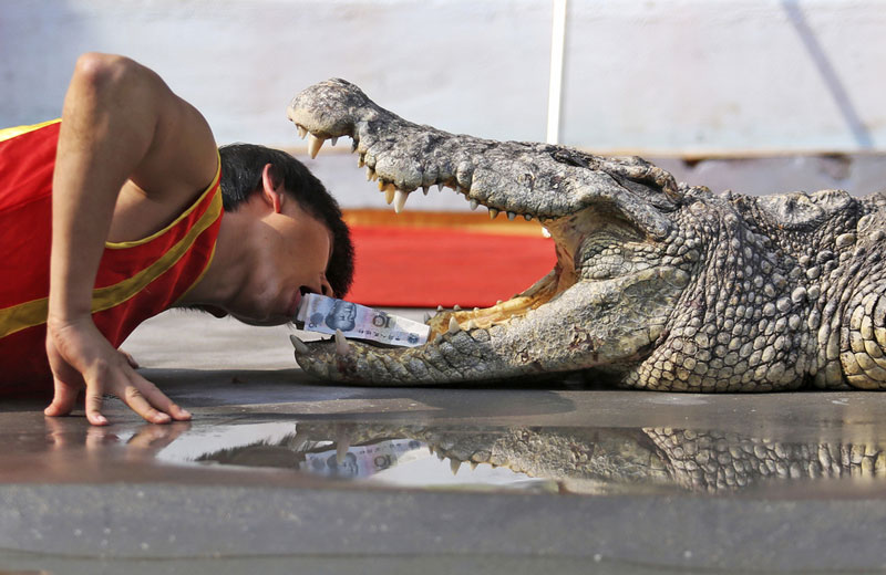 Тренер крокодила спроводи фаталну тачку за посјетиоце у зоолошком врту у кинеском граду Венлинг   (Foto: Reuters/Stringer)
