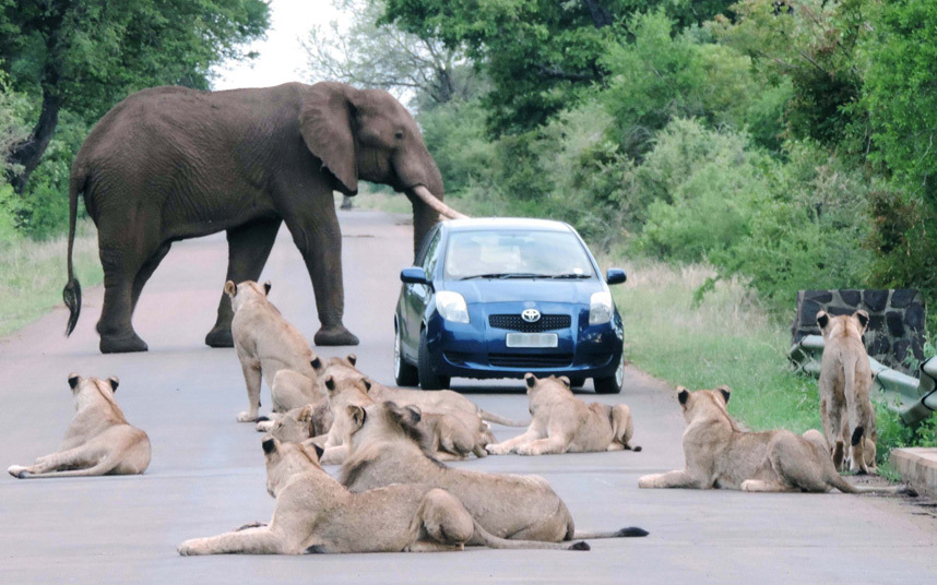 Возач малог плавог аута нашао се у незгодној ситуацији налетивши на поносне лавове који не желе да се помјере и слона који му блокира пут иза њега...(Кругер национални парк, Јужна Африка)