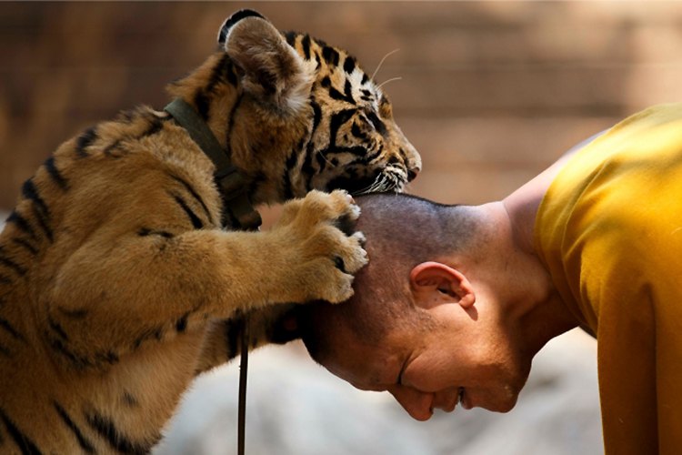 Бенгалски тигрови су прилично "блиски" са људима у храму "Vat Pa Luang Ta Bua", познатом као Тигров храм, у тајландској провинцији Канчанабури...