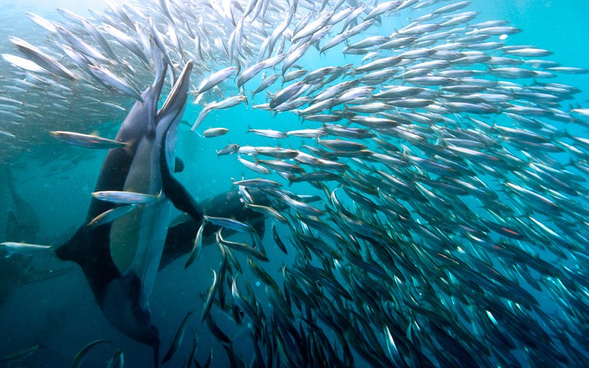 Сардине су формирале оргомну лопту како би застрашиле гладне делфине на источној обали Јужне Африке. Фото::  Michael Aw/Solent News