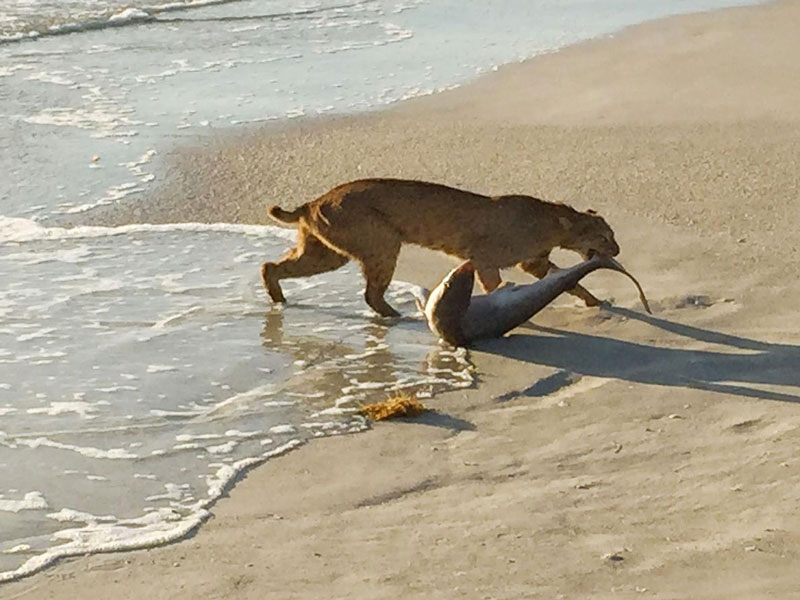 Веро плажа, Флорида - Велика мачка вуче ајкулу на обалу