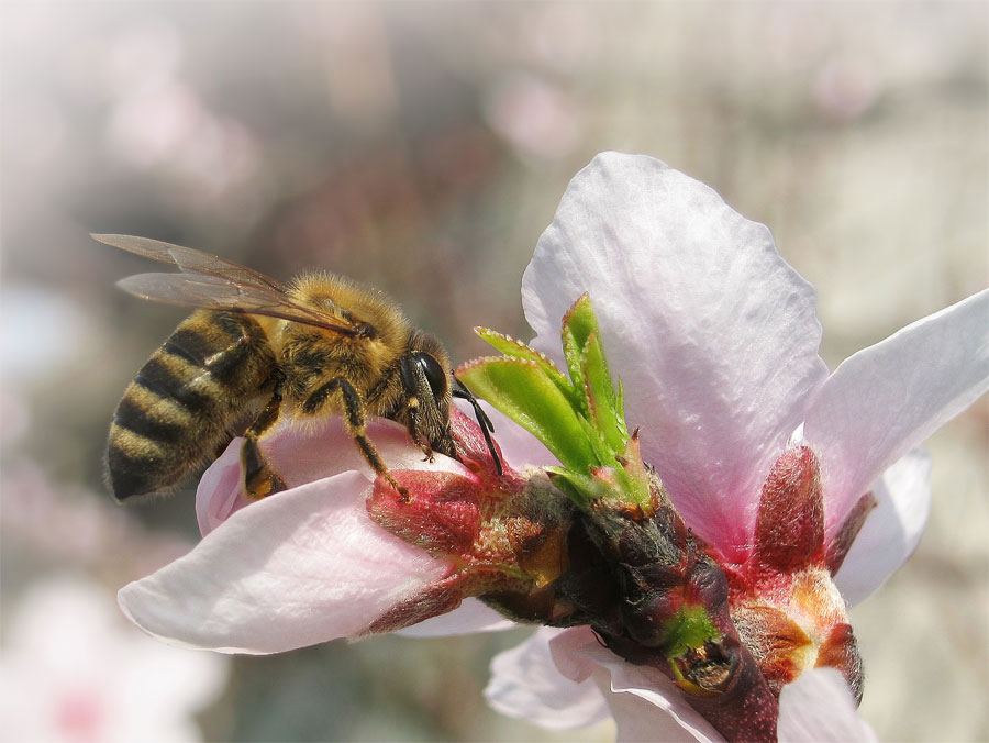 Пчела на цвијету (фото: Даријан Живковић, Прњавор)