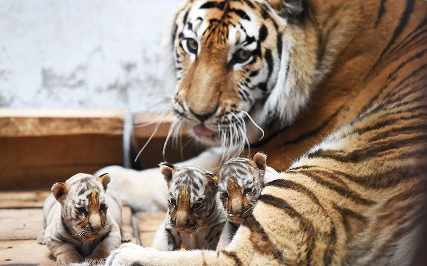Младунчад сибирског тигра са својом мајком у "Siberian Tiger Park" у сјевероисточној Кини...