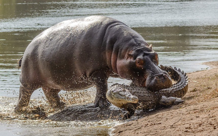 Грчевита борба крокодила да се ослободи из чељусти женке нилског коња која га је зграбила док се излежавао на сунцу на обали језер у Кругер националном парку у Јужној Африци