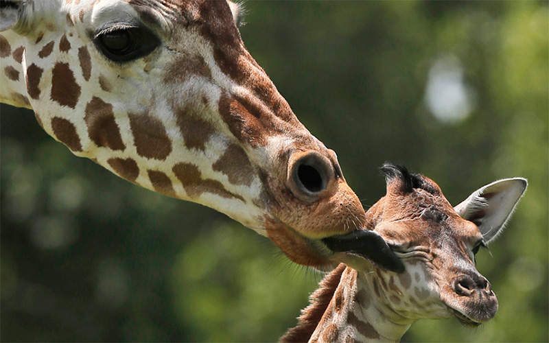 Жирафа и њено младунче у зоолошком врту у Оклахома Ситију / САД
