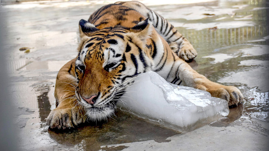 Тигар се расхлађује у ЗОО врту у Карачију