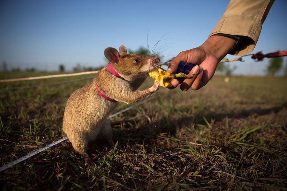 Војска Камбоџе користи "истрениране" пацове у проналажењу мина. У случају да преживи слиједи награда, банана!