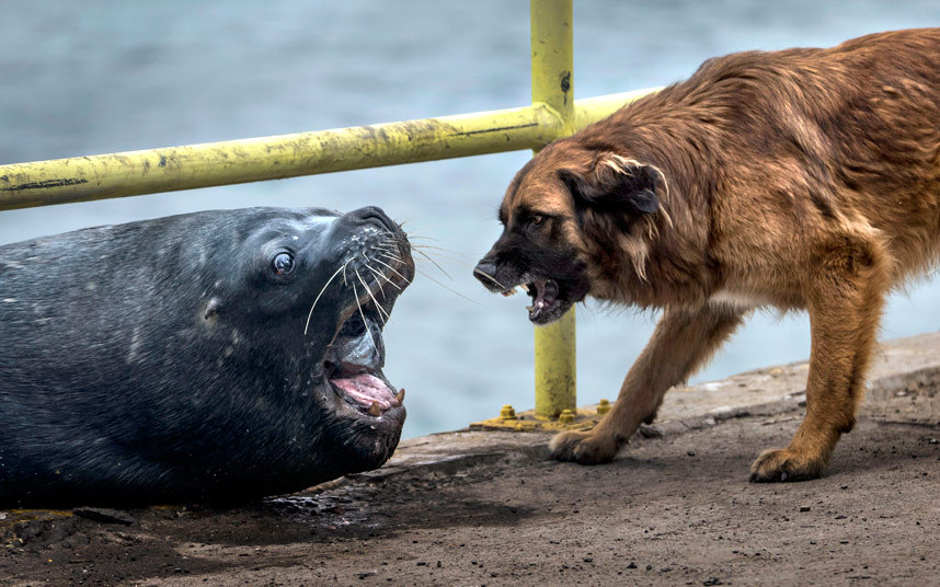 Свађа око рибе између пса и много габаритнијег ривала на обалама Чилеа... (Фото:Alberto Ghizzi Panizza / Caters News)