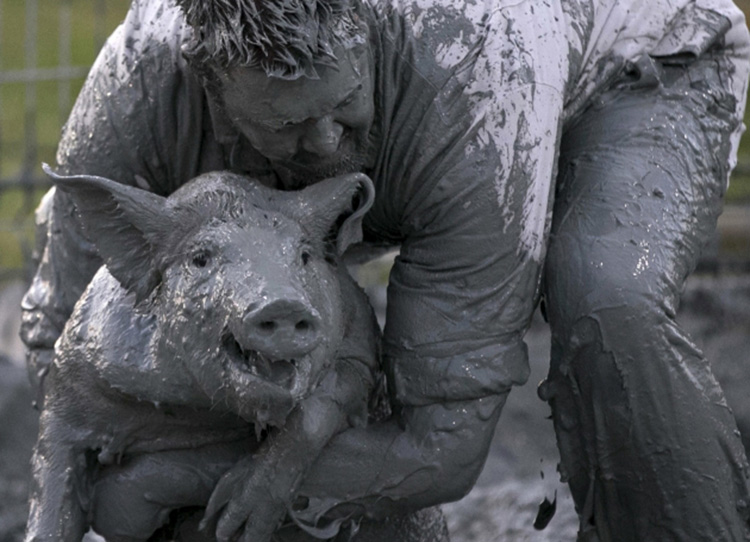 На "Свиња фестивалу" у Квебеку у Канади одржано је такмичење "подмазано прасе" у оквиру којег су такмичари покушавали да ухвате свињу јурећи је по терену од блата.
