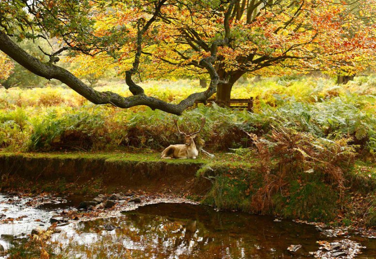 Јелен се одмара поред ријеке  у парку  Невтовн у централној Енглеској