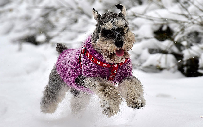 Псић ужива у зимским чарима (Фото: Yue Yuewei/Xinhua Press/Corbis)