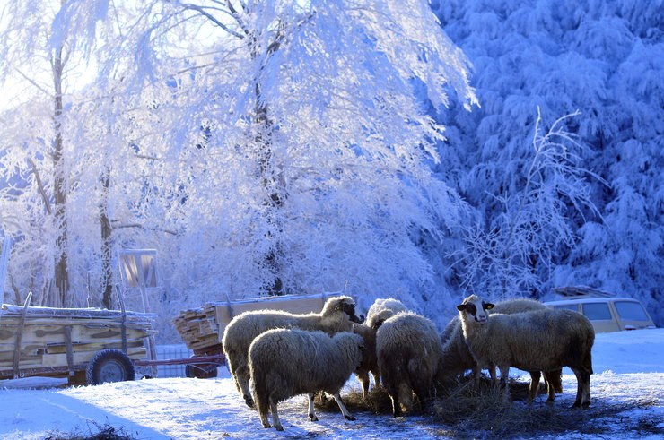 Зимска идила на планини Повлен (фото:R.Gete/RAS Srbija)