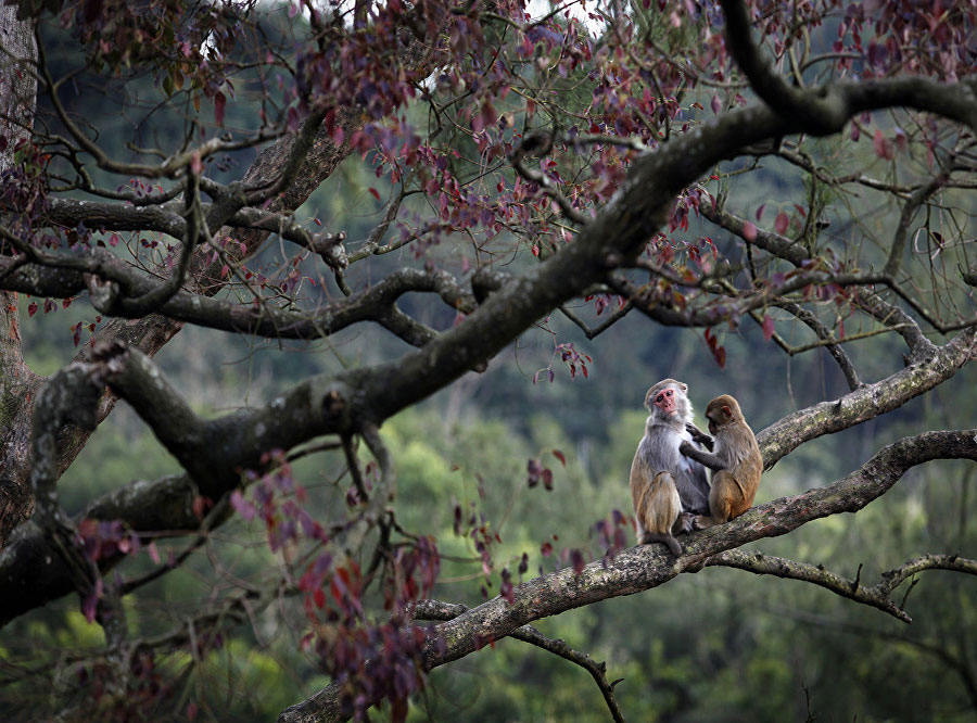Нанван острво мајмуна у кинеској провинцији Хајнан је природни резерват макаки мајмуна. Људи су само гости на овој „планети мајмуна”. (фото:© AFP 2016/ ISAAC LAWRENCE)