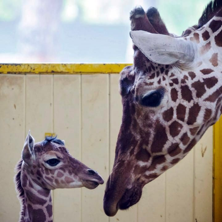 Младунче жирафе у зоолошком врту у Мађарској