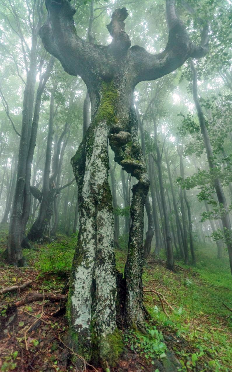 Необично дрво у Бугарској (фото: DEYAN KOSSEV/SOLENT )