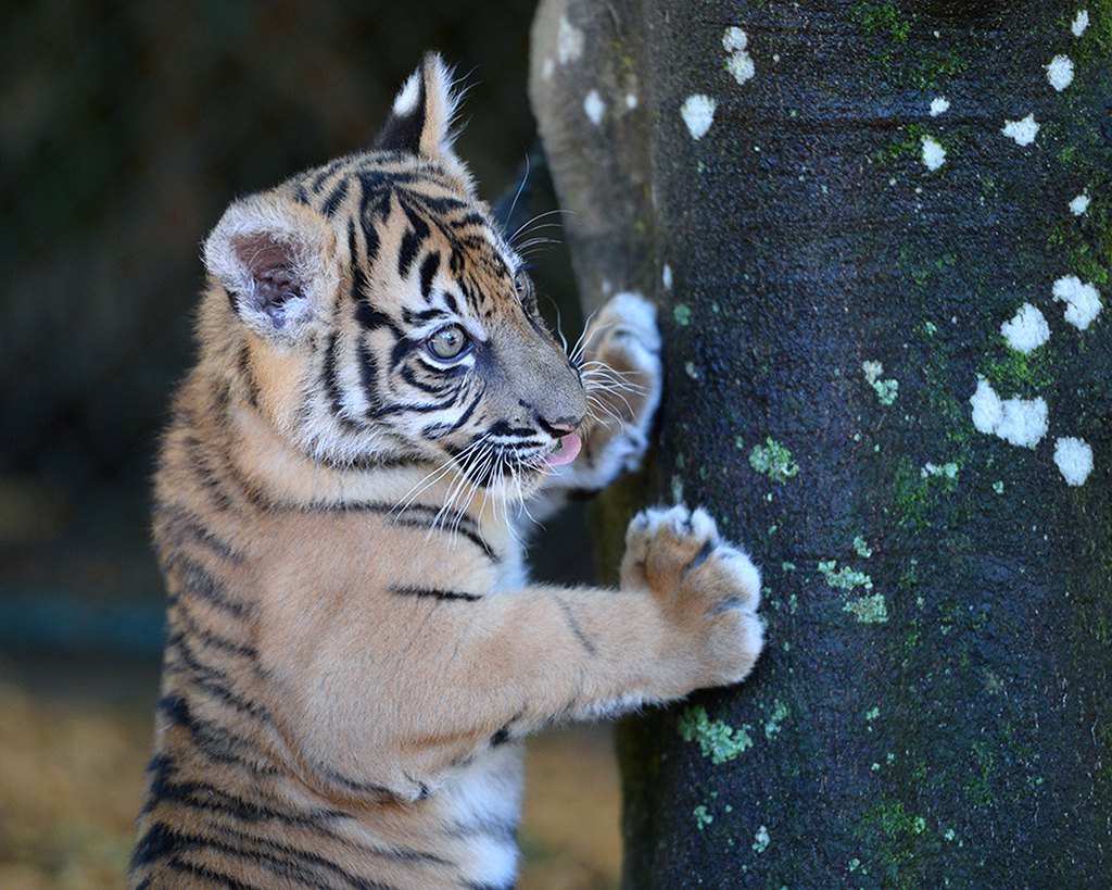 Младунче Суматранског тигра у аустралијском зоо врту (Фото: EPA / AAP / AUSTRALIA ZOO)