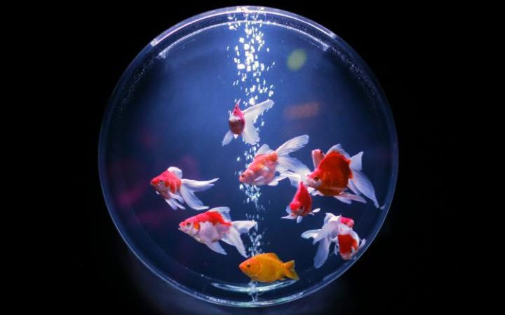 Златна рибица у акваријуму, Токио - Јапан