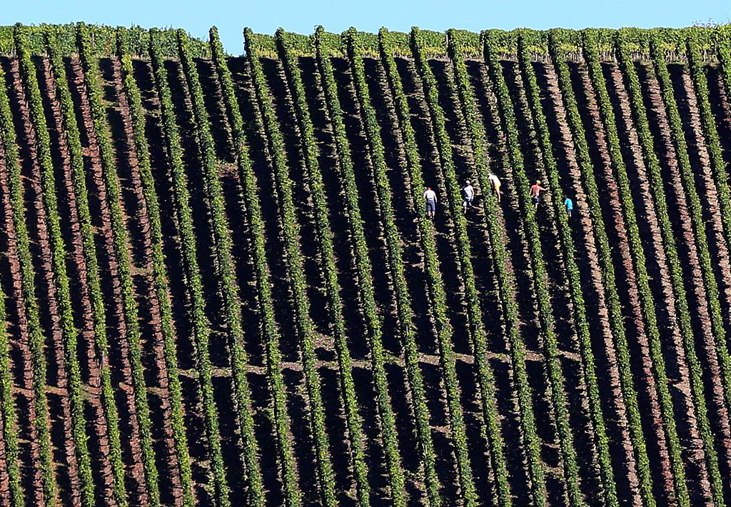Радови у винограду у Њемачкој (фото: EPA/KARL JOSEF-HILDENBRAND)