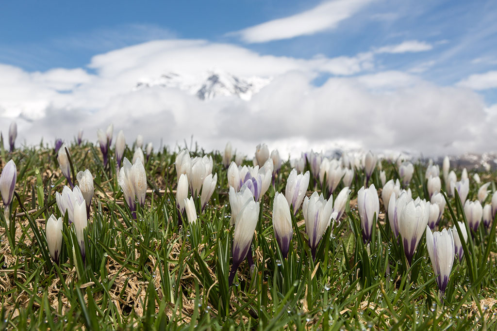 Поље шафрана на Алпама у Швајцарској (фото: EPA/ARNO BALZARINI)