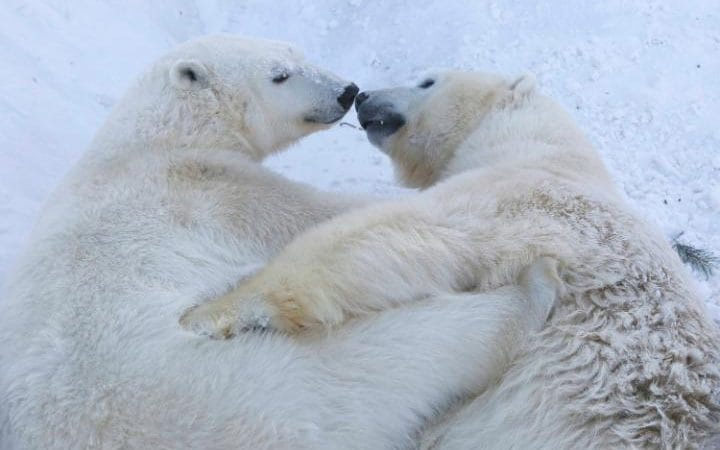 Загрљај поларних медвједа (фото: REUTERS/Ilya Naymushin)