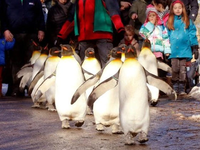 Парада пингвина (фото: REUTERS/Arnd Wiegmann )