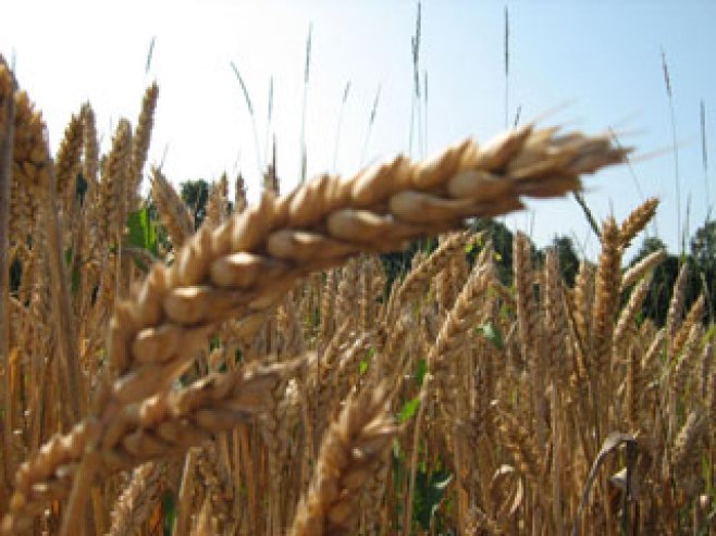 Пшеница - Фото: ФОНЕТ