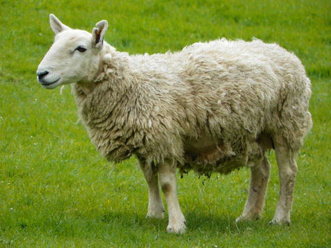 Овца - Фото: илустрација