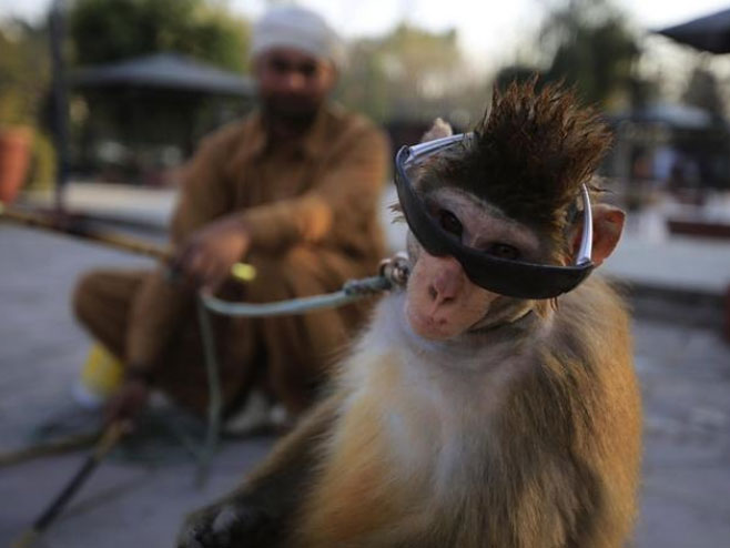 Мајмун који увесељава туристе - Фото: Анадолија