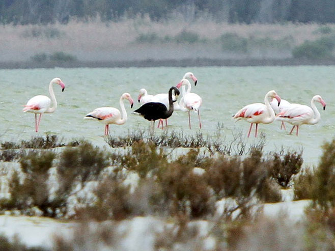 На Кипру откривен јединствени црни фламинго - Фото: REUTERS