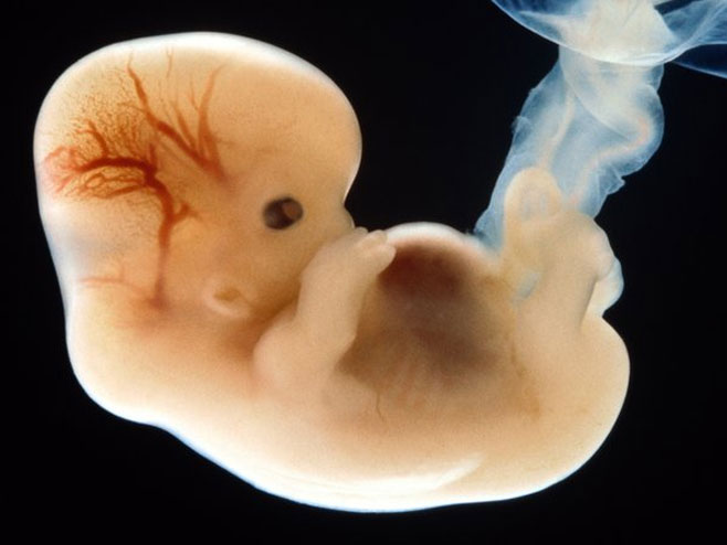 Ембрион (илустрација) - 