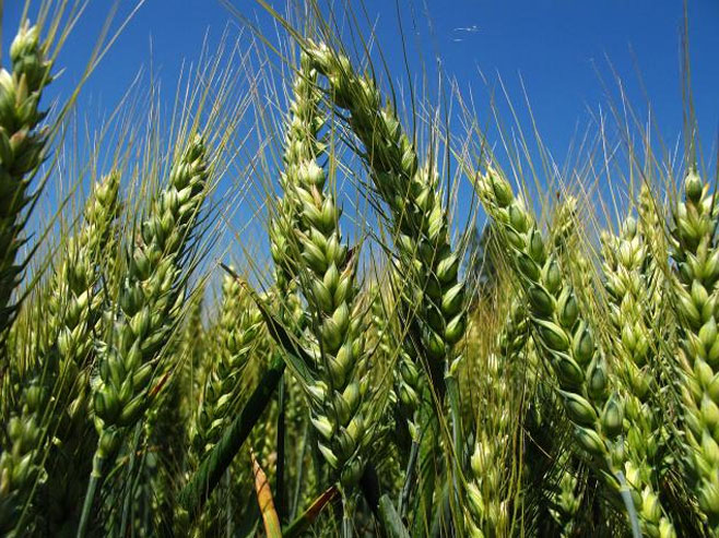 Пшеница - Фото: ТАНЈУГ