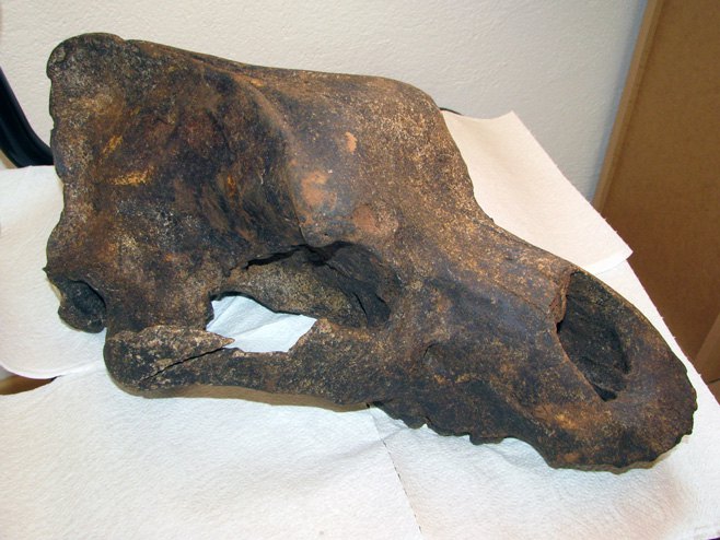 Орловача - пронађена глава пећинског медвједа - Фото: СРНА
