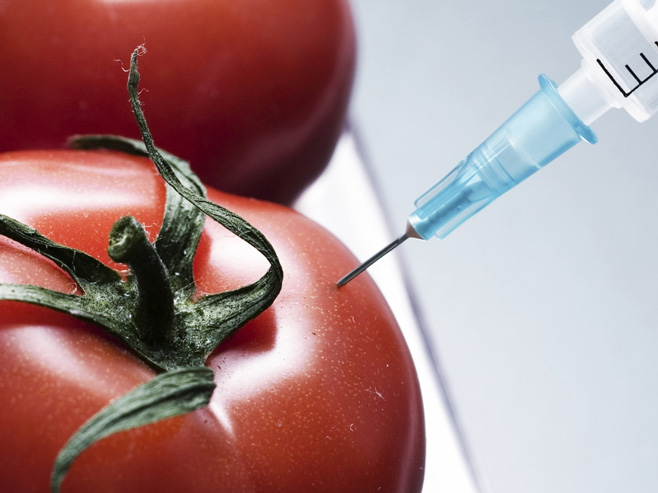 Парадајиз ГМО (илустрација) - Фото: Getty Images