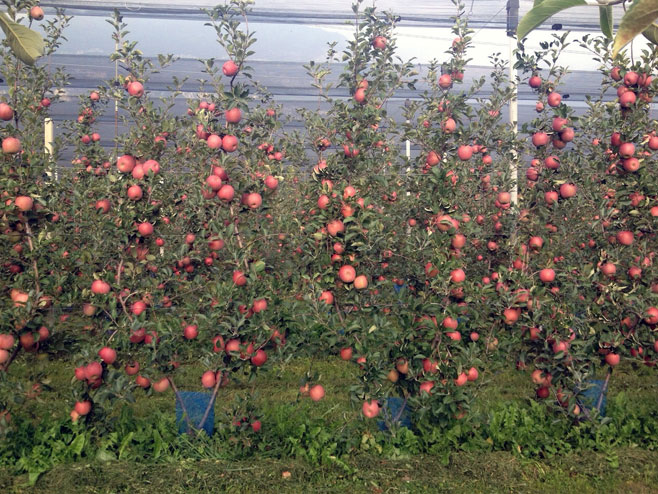 Саднице јабука (Фото: agro-ferticrop.rs) - 
