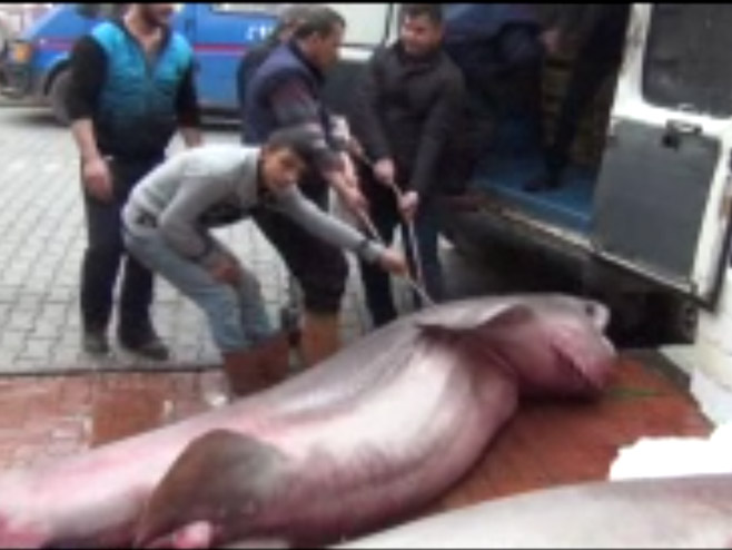 Западна Турска: Упецана највећа ајкула ове сезоне, тешка 700 килограма - Фото: Screenshot/YouTube